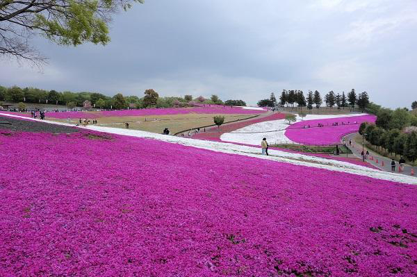 八王子山公園(太田市北部運動公園)