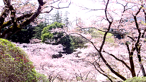 八幡山公園