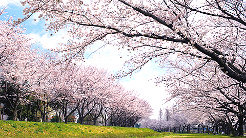 川越水上公園